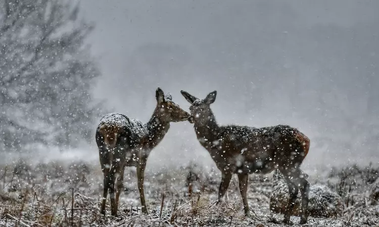 Deer Safety advice for Richmond Park